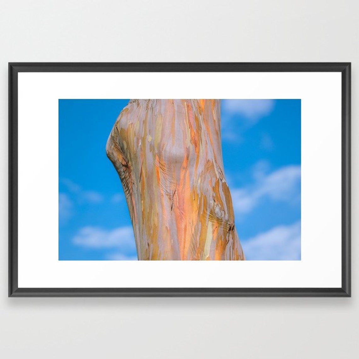 Rainbow eucalyptus tree Oahu Hawaii Nature Landscape | Etsy