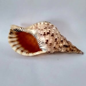 May include: A large, brown and white seashell with a spiral shape and a wide opening. The shell has a textured surface and a glossy finish.