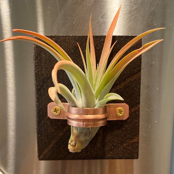 Air Plant Holder Etsy