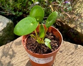 Chinese money plant,baby money plant,baby plants,house plants,Pilea peperomioides,plants to attract prosperity,thoughtful gift