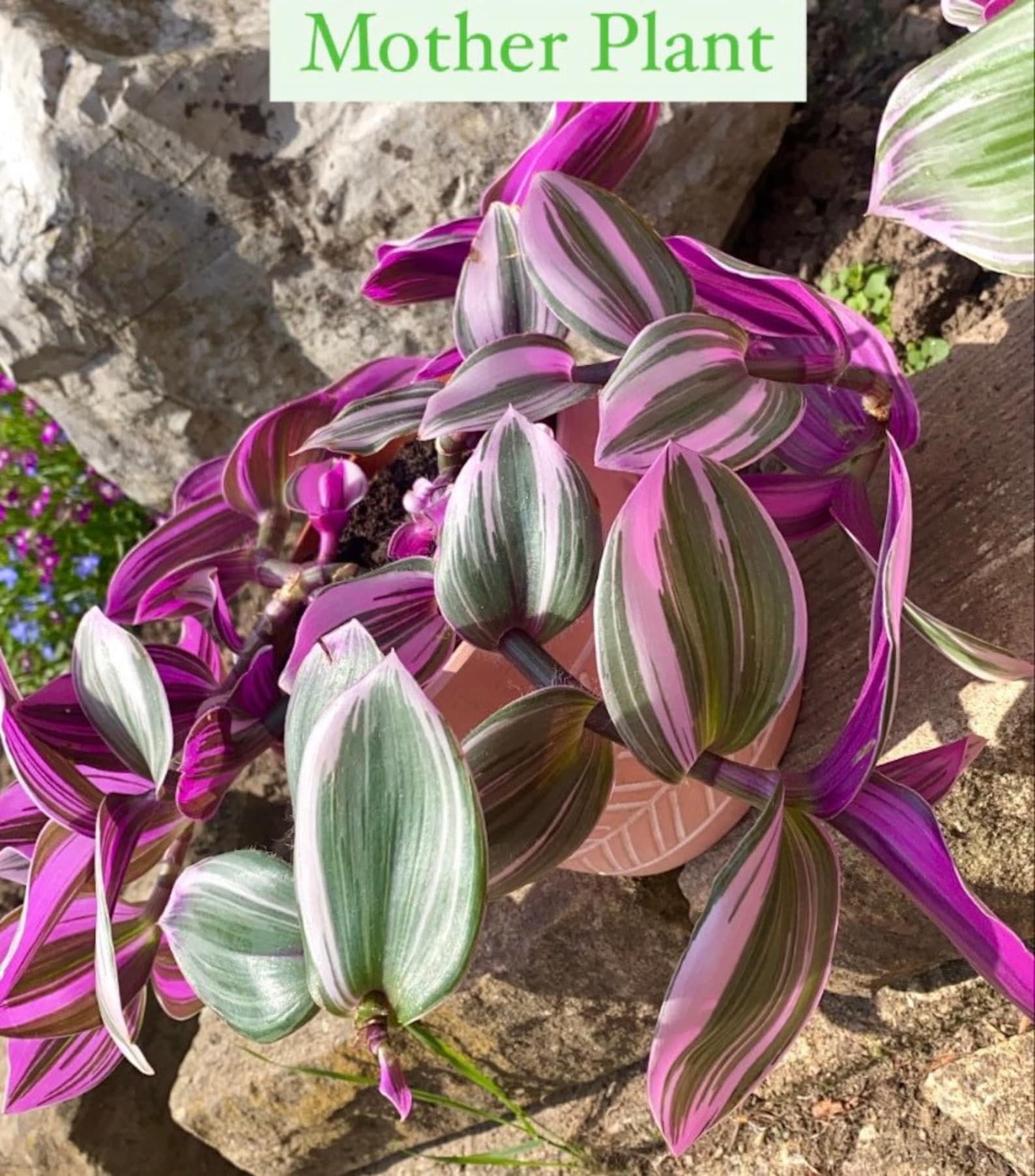 Tradescantia Nanouk Plant Rooted Cutting Pink Plant Etsy