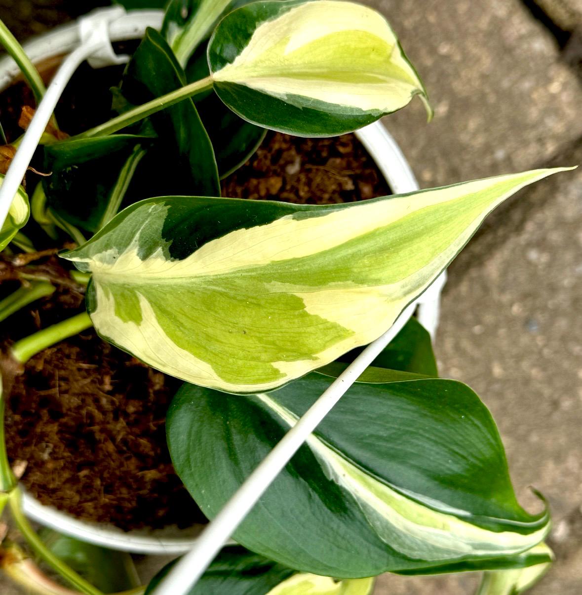 velvety pothos Mican Philodendron - Velvet Leaf - Live Starter Plants - Philodendron Hederaceum main image 1
