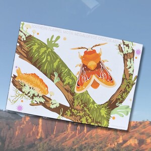 Southern Flannel Moth Wall Art Poster Postcard Print, Insect Art Cute Moth Art Print Fuzzy Moth Moss Art