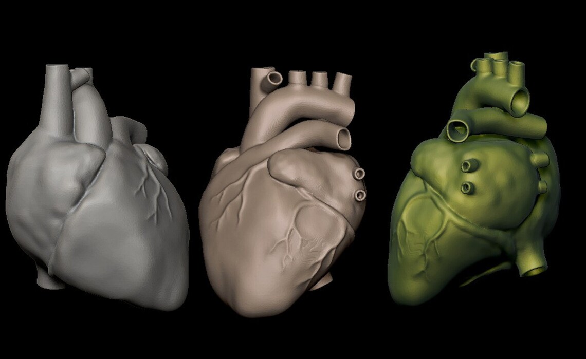 Anatomical Heart 3D model 3D STL file printable model for Etsy