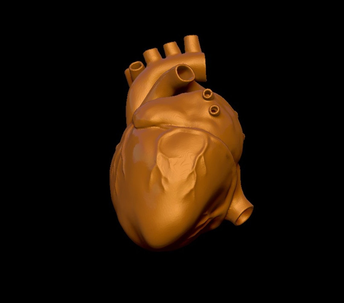 Anatomical Heart 3D model 3D STL file printable model for Etsy