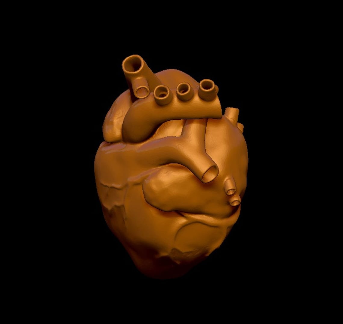 Anatomical Heart 3D model 3D STL file printable model for Etsy