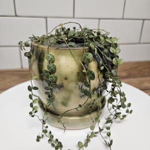Puede incluir: Una maceta de cerámica con una planta colgante de Cadena de Tortugas. La maceta es de color verde y marrón moteado con un platillo a juego. La planta tiene hojas pequeñas, redondas y verdes con marcas oscuras.