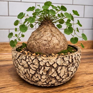 Puede incluir: Una planta en maceta única con una base bulbosa grande y texturizada y hojas verdes en forma de corazón. La planta está en una maceta de cerámica decorativa de estilo tierra agrietada llena de pequeñas piedras y musgo. La maceta tiene unos 20 cm de diámetro.