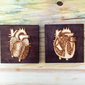 Anatomical heart wall hanging