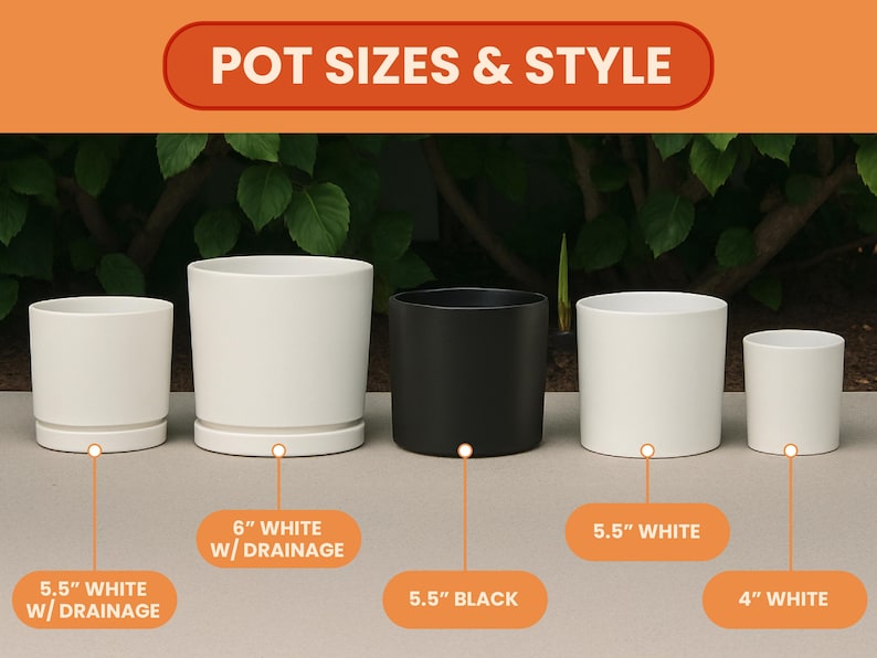 May include: An assortment of cylindrical ceramic pots in white and black, ranging in size from 4 inches to 6 inches. The image includes the text "POT SIZES & STYLE" and labels indicating pot dimensions and features like drainage.