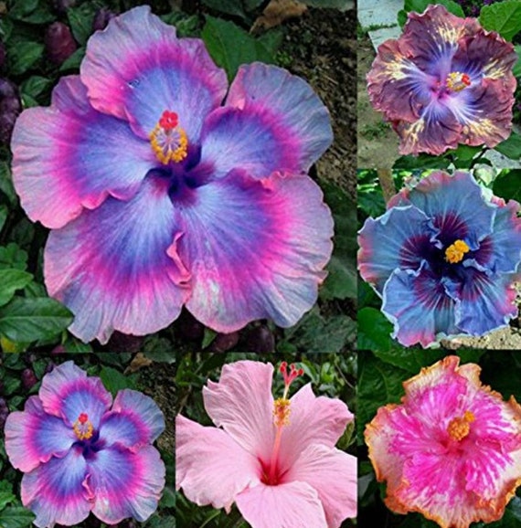 Hibiscus Ornamental Seeds for Germination 10 Seeds Pack Etsy