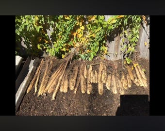 We are thrilled to introduce our meticulously cultivated, organic yam root seedlings, ready to enrich your garden and your health。