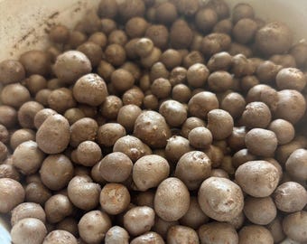 Freshly Harvested Yam Beans  -Pack of 28 Seeds