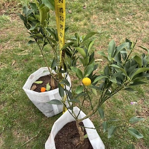 Rong’an Kumquat Seedlings – 2nd Gen Crispy, 3rd Gen Crispy-Honey, 4th Gen Big-Leaf Smooth • 融安金桔苗｜2 代脆皮·3 代脆蜜·4 代大叶滑皮