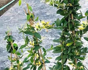 Honeysuckle Seedling • -35 C Hardy • Summer Fragrance • Pot Hedge