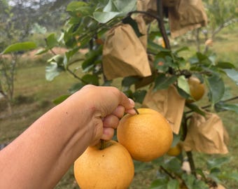Autumn Moon Asian Pear Tree | 2-Year Live Fruit Tree | Sweet Crisp Pear | Root Ball |  Freshly Dug | No Pot