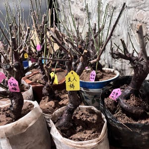 Prunus Mume Bonsai - Etsy