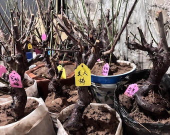 Mixed Plum Blossom Trees (Prunus mume) | Multiple Varieties | Soil-ball Protected Shipping