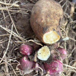 Yacon, Breeding Mix 2020, 30 Seeds