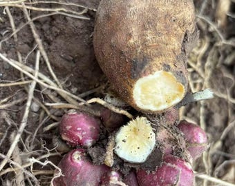 Yacon Live Plant Root/Propagule - Ground Apple, Bolivian Sunroot, Organic (Smallanthus sonchifolius)