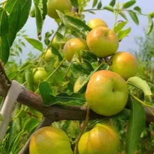 May include: Close-up of a branch laden with ripe jujube fruits. The fruits are a mix of green and golden-yellow, with a smooth, glossy skin. The leaves are a vibrant green, creating a contrast with the fruits. The image is taken outdoors in natural light.