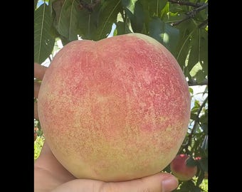 Giant Late Season Winter Peach Tree | Live Grafted Peach Tree | Extra Large Sweet Peach | 1 & 2 Year Old Fruit Tree