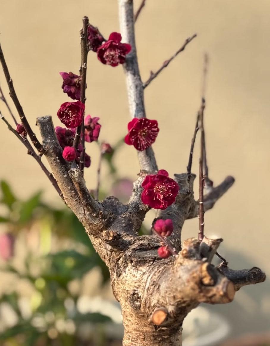 朱砂梅花和乌羽玉(乌梅)梅花盆景zhu-sha Plum Bonsai & Raven-wing