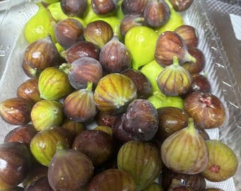 Fig tree cuttings