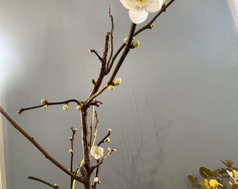 龙游梅盆景'Ryūyū-bai' Twisted Dragon-Branch Japanese Apricot – 1 Pre-Bonsai Sapling, Bare-Root with Heart-Soil | Winter-Blooming White Plum