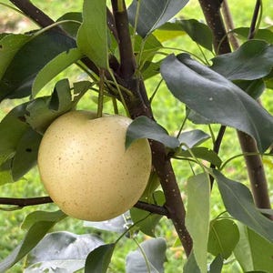 May include: A close-up of a pear on a tree branch. The pear is a pale yellow color with small brown spots. The leaves are a dark green color. The tree branches are brown.