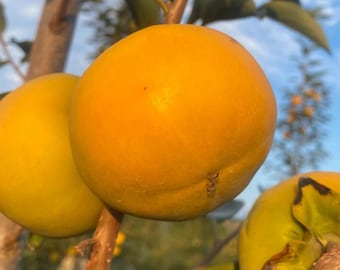 Sweet Persimmon ：Taishu 、Youhou、 Chocolate 、Huojing | Asian Sweet Crispy Persimmon | Live Plant Gift
