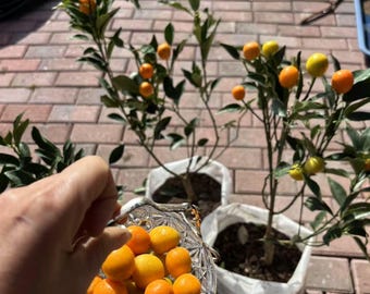 Rong’an Kumquat 2-3y Grafted –2nd Gen Crispy, 3rd Gen Crispy-Honey, 4th Gen Big-Leaf Smooth •2 代脆皮·3 代脆蜜·4 代滑皮