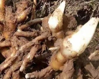 Japanese Ginger (Myoga Ginger) Plant / Zingiber mioga / Edible Perennial Ginger / Root Rhizome, Live Plant & Mature Plant