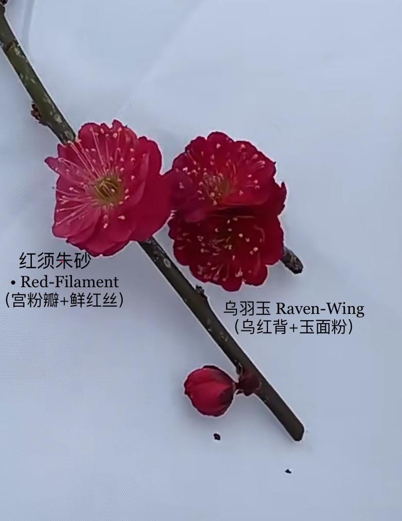 朱砂梅花和乌羽玉(乌梅)梅花盆景zhu-sha Plum Bonsai & Raven-wing