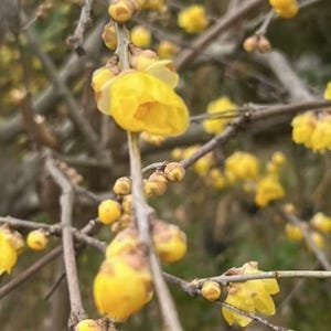 May include: Close-up of a flowering branch with bright yellow blossoms. The flowers are bell-shaped and clustered along the brown branches. The background is blurred, suggesting a natural outdoor setting.