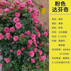 Pink Leonardo Da Vinci Rose Plant | 粉色达芬奇月季Romantic Climbing Rose
