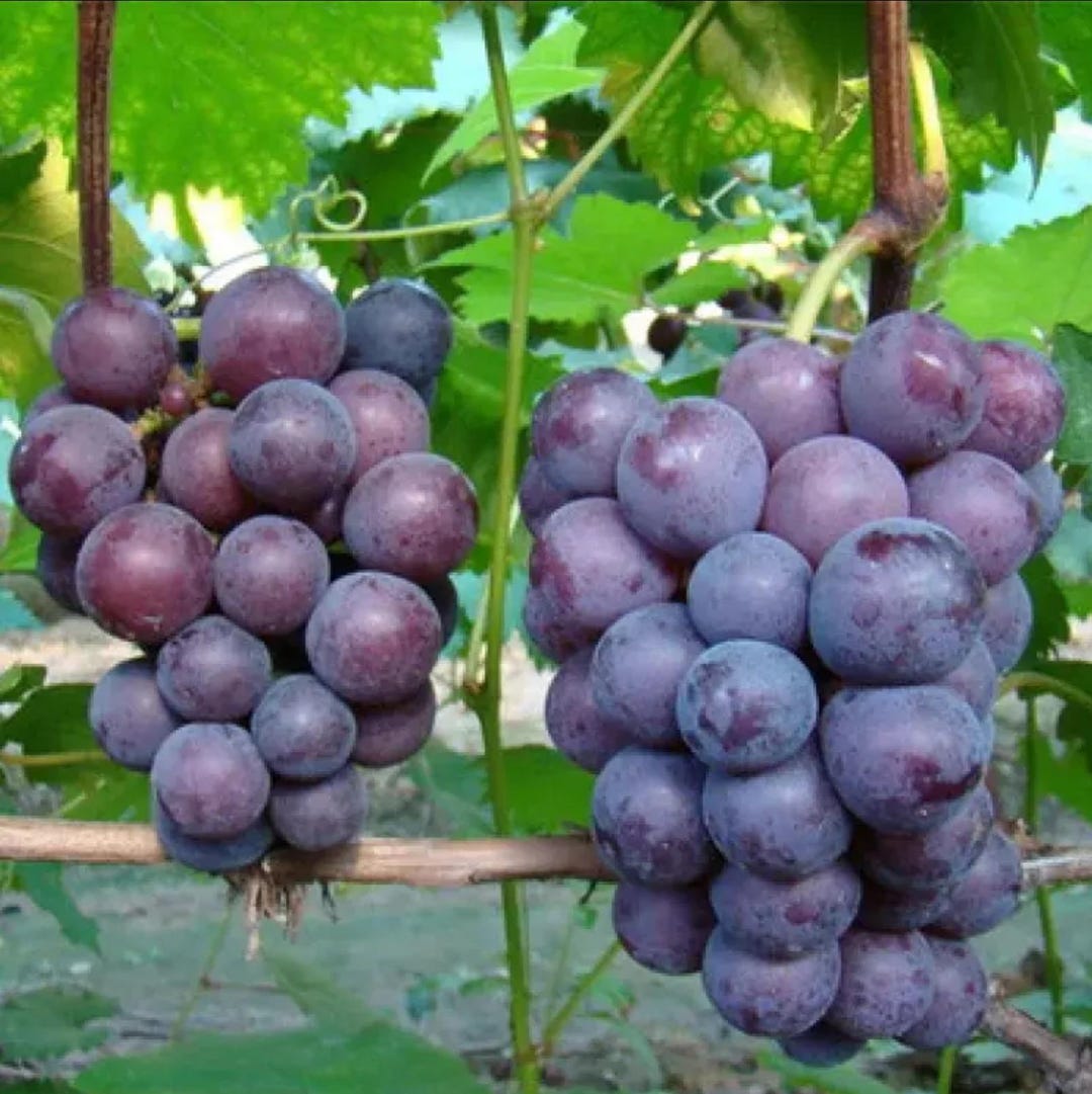 Giant Peak Grape Vine - High Yield, Cold Tolerant Variety 巨峰葡萄– Robust ...