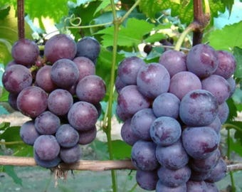 Giant Peak Grape Vine - High Yield, Cold Tolerant Variety 巨峰葡萄– Robust Roots, 3 Feet Tall