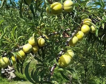2-Yr Feng-Tang Plum grafting • Super-Sweet Rock-Candy Flavor • Grafted •