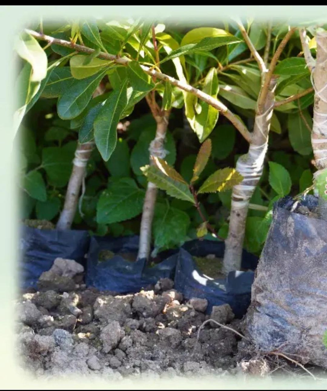 Chinese Bayberry Grafted • Dongkui Giant, Black-carbon Sweet