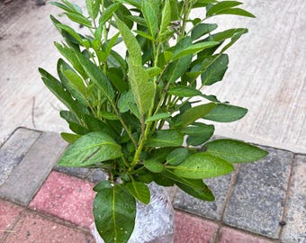 Pepino melon Ginseng fruit 12” tall pottered live plant