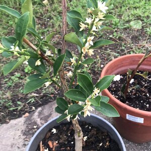 May include: A small potted citrus tree with white blossoms. The tree is in a gray pot with brown soil and mulch. The tree is in the early stages of growth and has a single trunk.