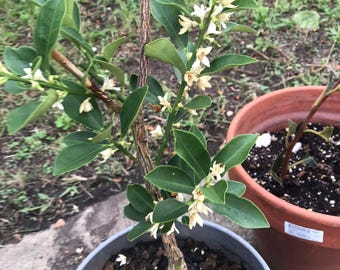 Rong’an Kumquat 1-year grafting – 2nd Gen Crispy, 3rd Gen Crispy-Honey, 4th Gen Big-Leaf Smooth • 融安金桔苗｜2 代脆皮·3 代脆蜜·4 代大叶滑皮