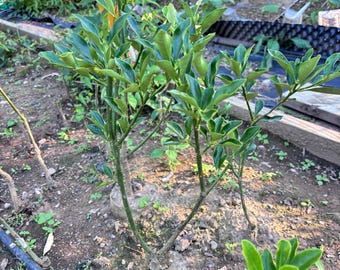 Rong’an Kumquat 2-4y Grafted –2nd Gen Crispy, 3rd Gen Crispy-Honey, 4th Gen Big-Leaf Smooth •2 代脆皮·3 代脆蜜·4 代滑皮