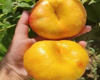 Jinpan 99 Flat Peach Tree | Live Grafted Donut Peach Tree | Large Sweet Chinese Peach | 1 & 2 Year Old Fruit Tree