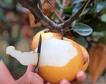Autumn Moon Pear Asian Pear Tree