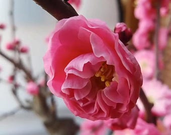大花丰厚梅花盆景Big-Flower Feng-Hou Plum • Giant Double “Palace Pink”  • Strong Fragrance •