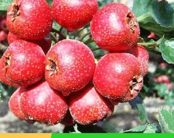 Premium three-year-old hawthorn saplings: 'Da Jinxing' red hawthorn trees and yellow hawthorn trees