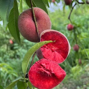 May include: Close-up of a tree branch with several ripe, flat peaches. One peach is sliced open, revealing a vibrant red interior. Green leaves surround the peaches, with a blurred green background.