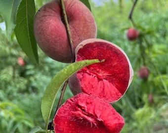 Spring Rain Blood Peach Seedling • 1yr Graft • Bare-Root • Hard-Flesh Red Meat  • USDA 6-9